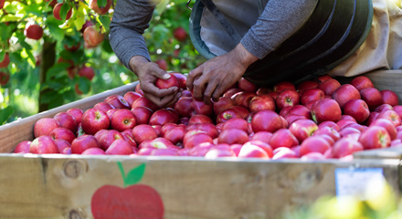 apple picker 440x220